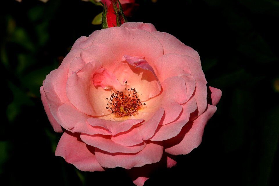 Romantic beauty love