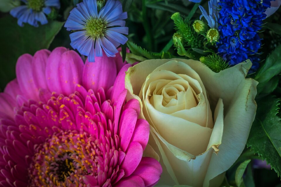 Bloom romantic beauty
