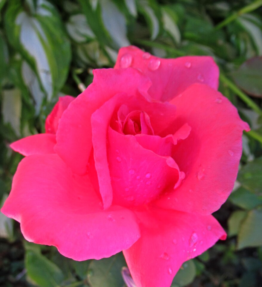 Rain flower rose