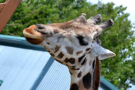 Animal head