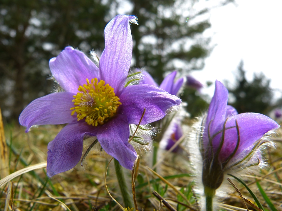Hahnenfußgewächs dry plant flower