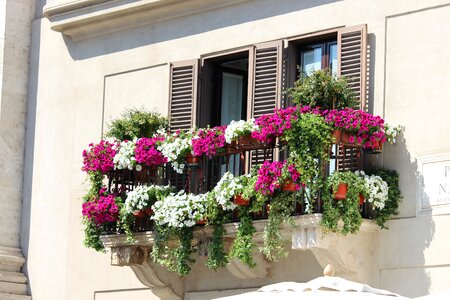 Old flowers urban