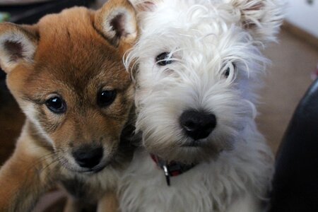 Cute pedigree shiba-inu photo