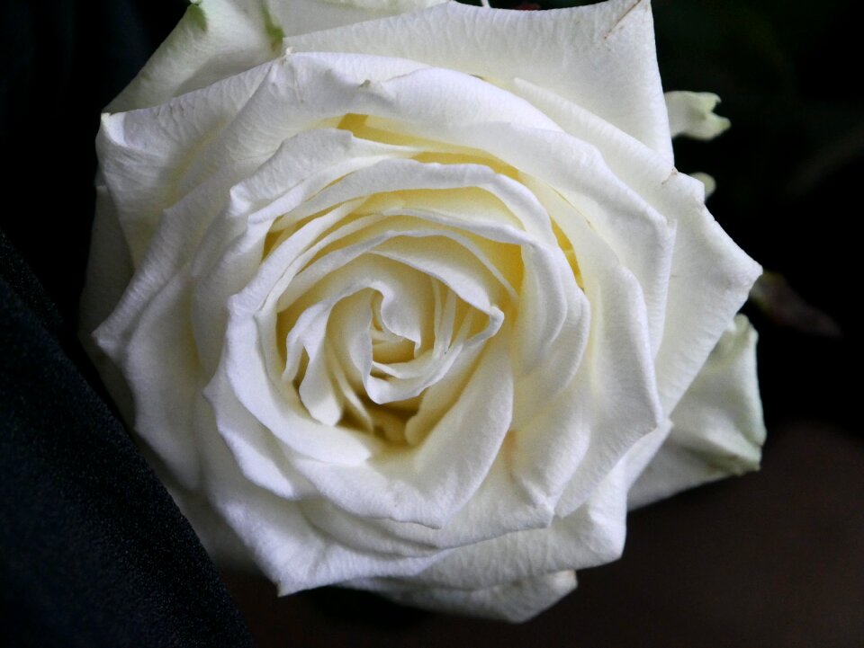 Bloom flower fragrance