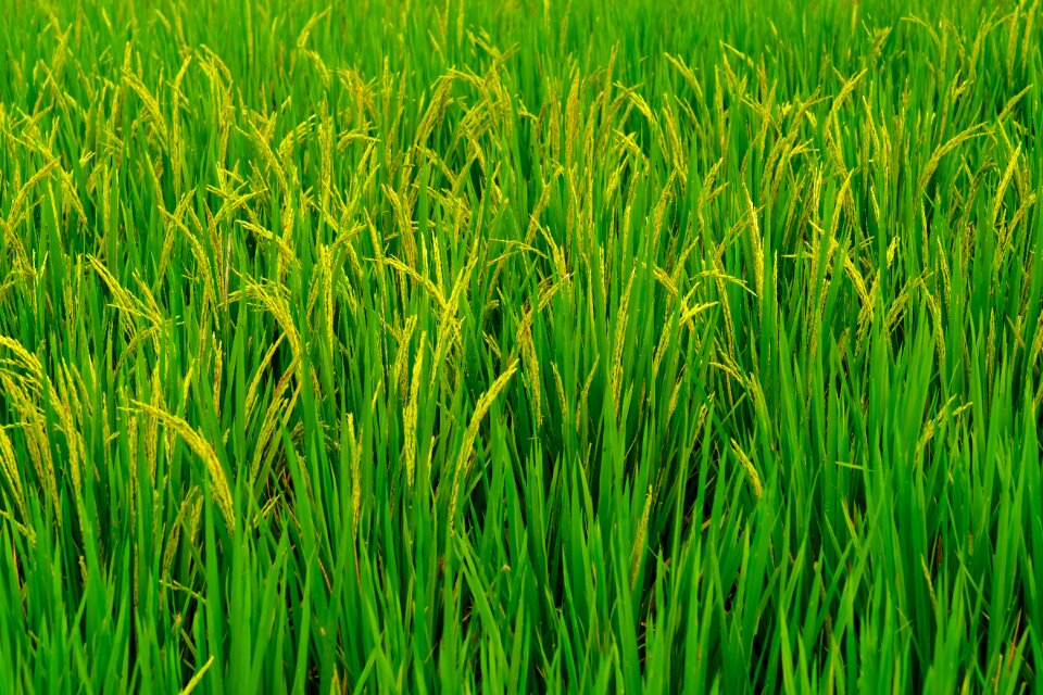 Nature plant cultivating