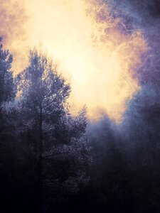 Forest dark glade