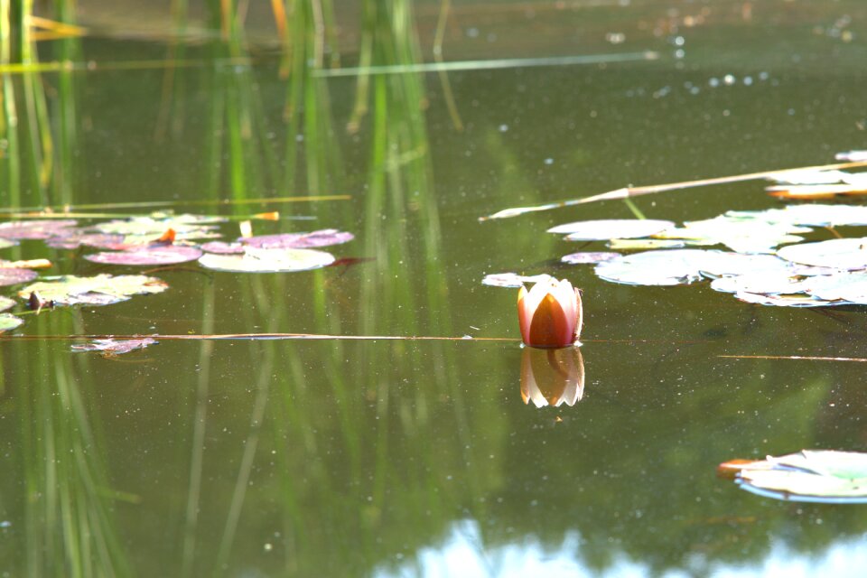 Garden pond water flower pond plant