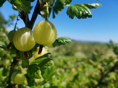 Fruit field green