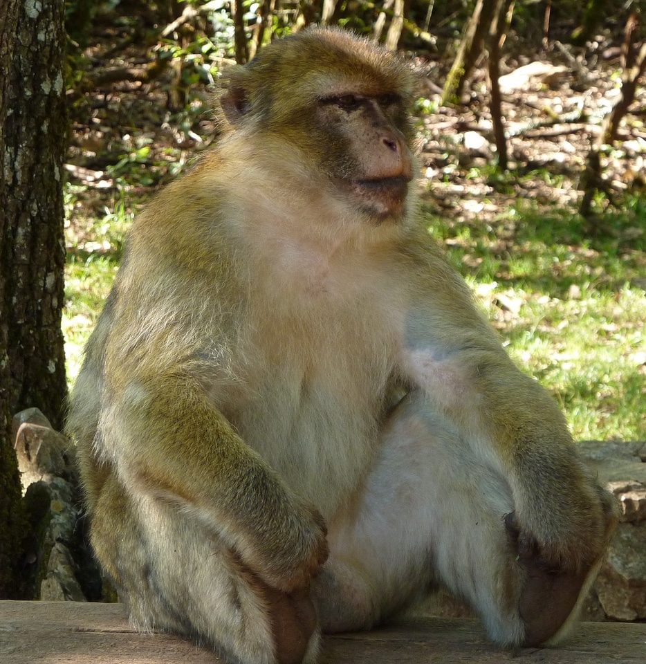 Pause monkey sitting