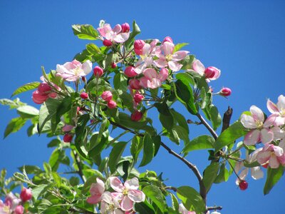 Peach bloom tree photo