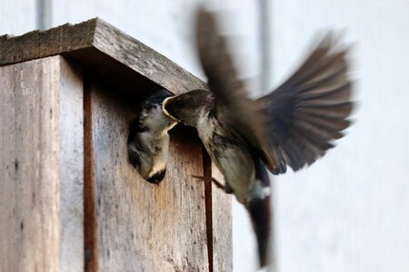 Young feather photo