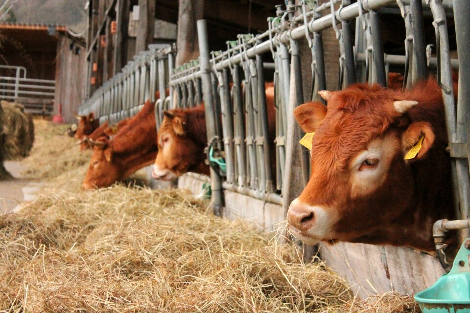 Farm agriculture animals