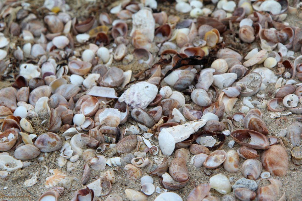 Quiberon sand shell