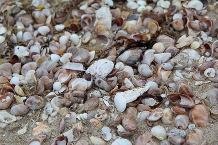Quiberon sand shell