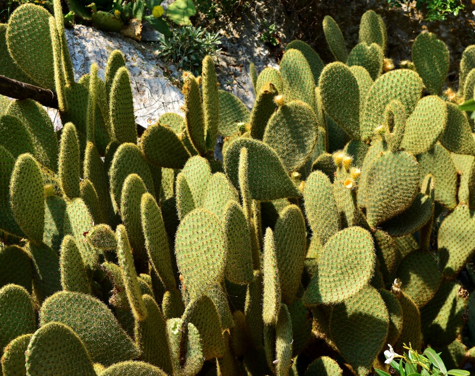 Nature opuntia cactus