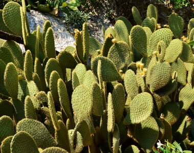 Nature opuntia cactus