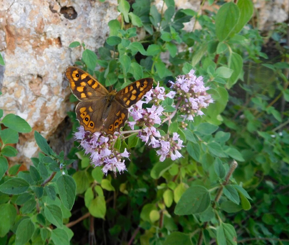 Insect entomology wildlife