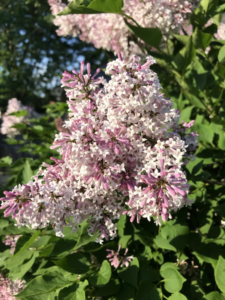 Summer branch blossom
