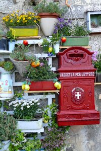 Cilento flowers flowerpot