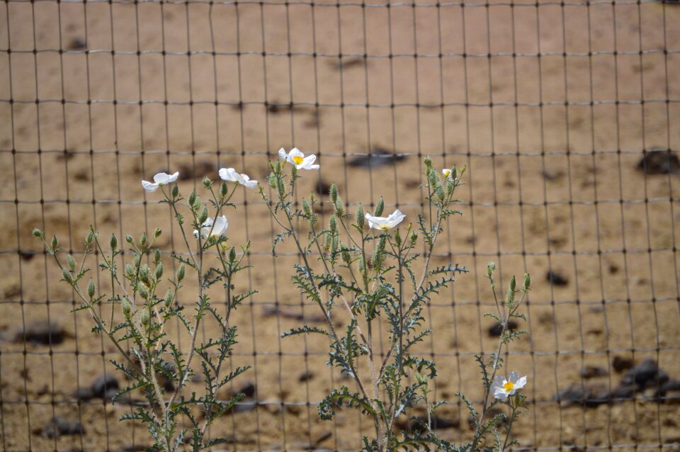 Wildflower southwest arizona
