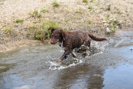 Dog wet cooling photo