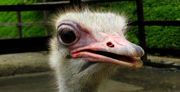 Ostrich eyes colombia photo