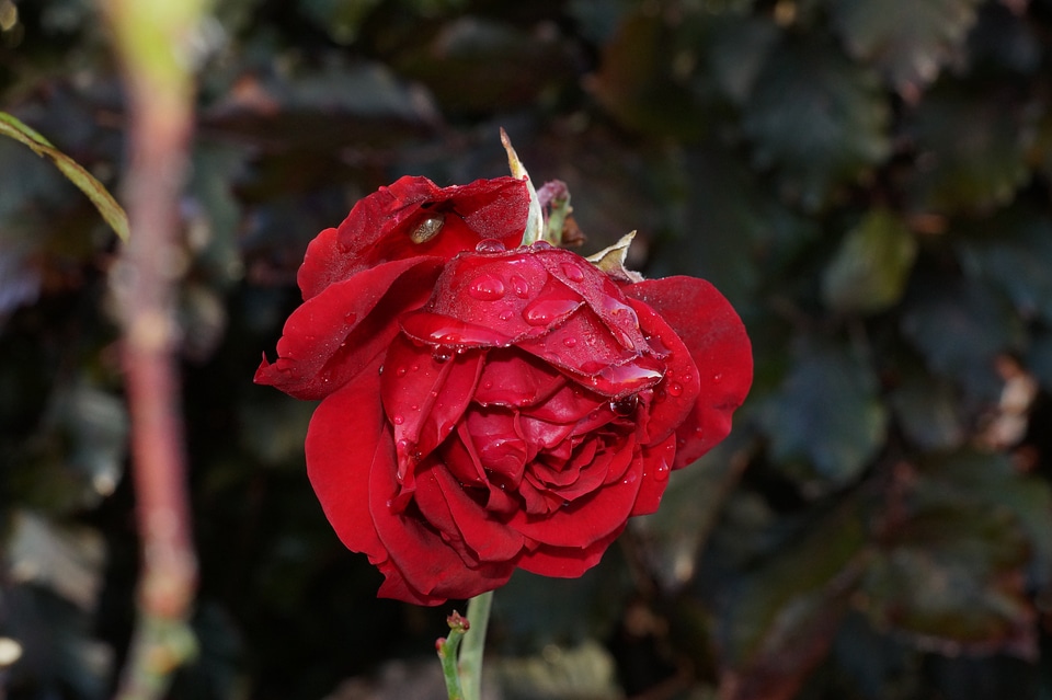 Flower valentine love