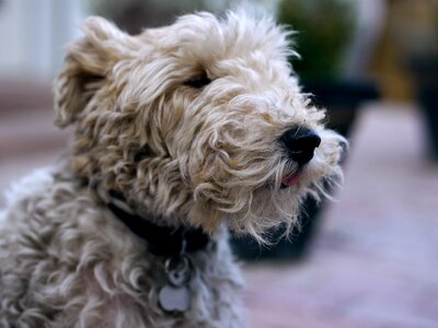 Cute dog head eyes