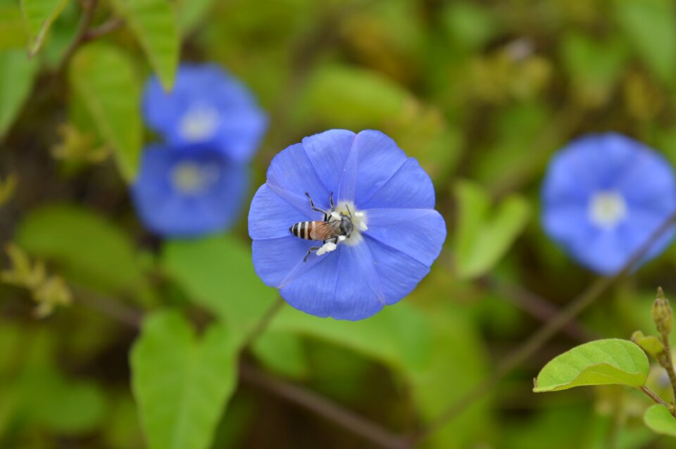 Bee nature
