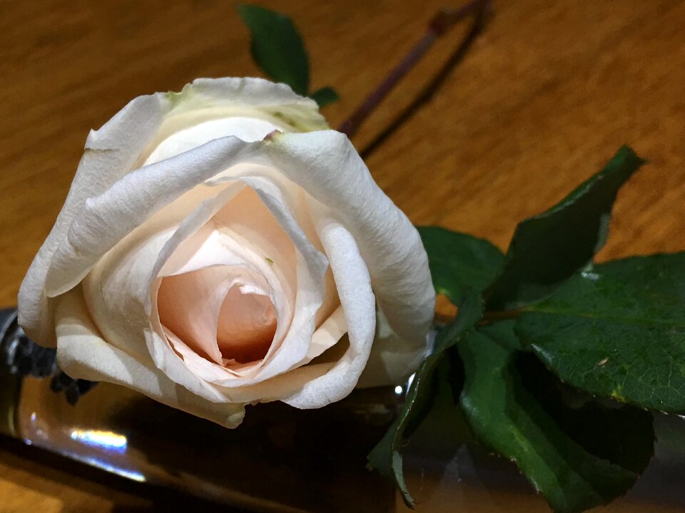 White petals romantic