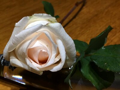 White petals romantic photo