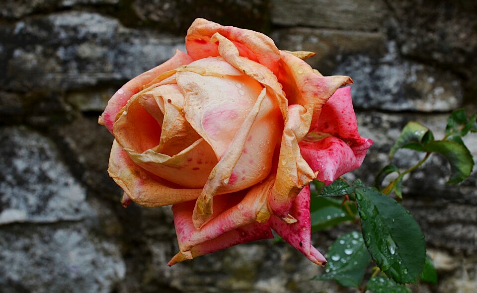 Garden bloom pink