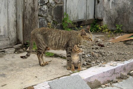 Cats asia animals photo