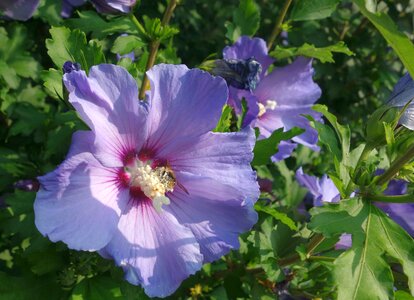 Plant stamen nature