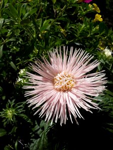 Flowers flower plant photo