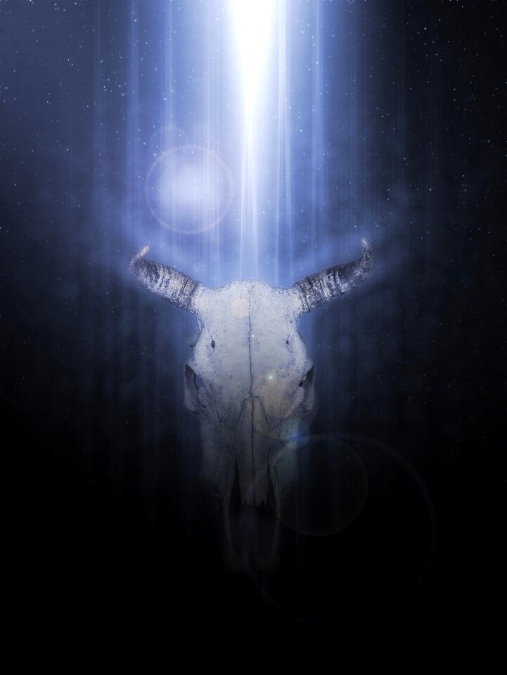Skeleton animal world mammal