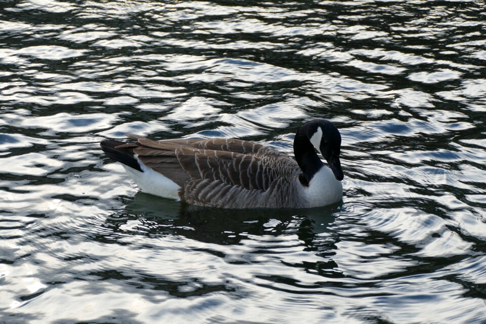 Duck bird poultry swim
