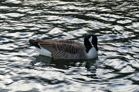 Duck bird poultry swim