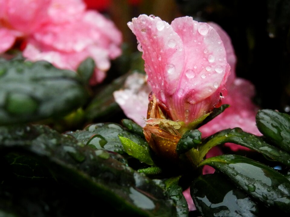Petals garden flowers