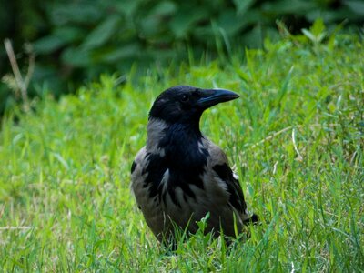 Raven bird nature photo