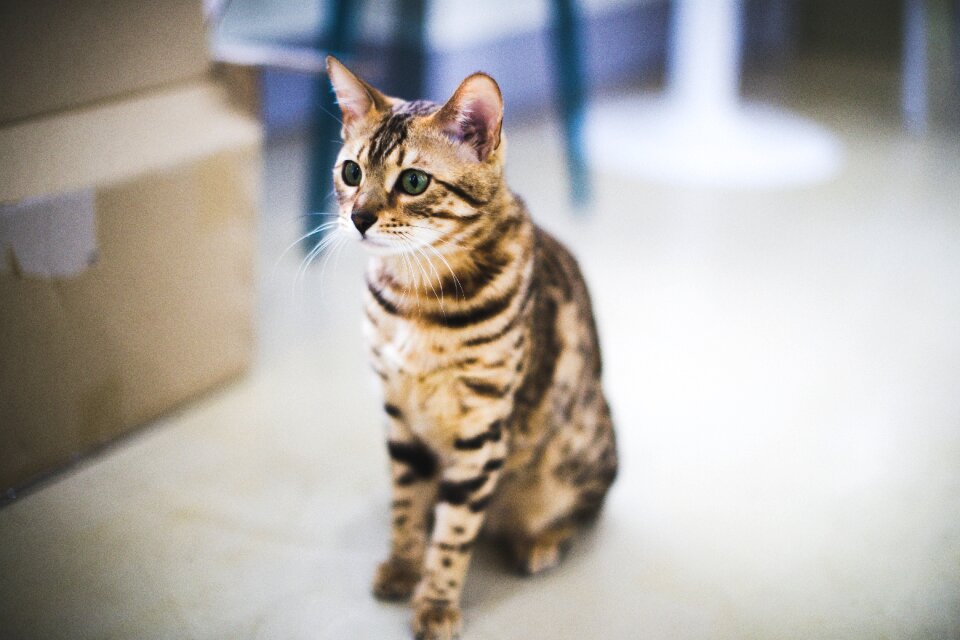 Animail the cat and the fur