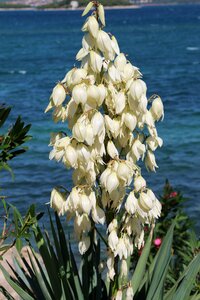 White bloom