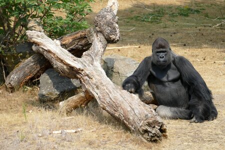 Primate fauna wild