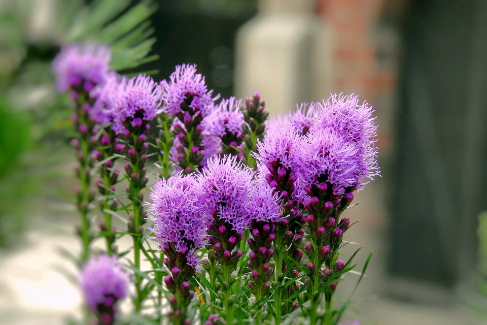 Milk thistle is rich plant summer