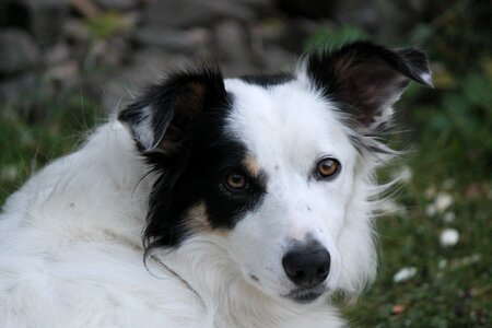 Animal sheepdog black and white
