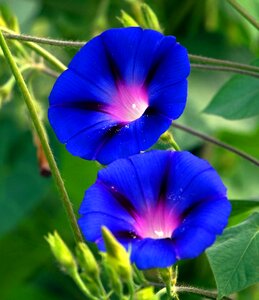 Blue wind greenhouse morning glory photo