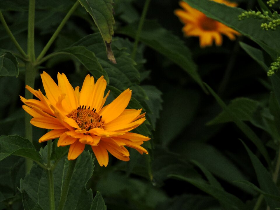 Bloom plant summer