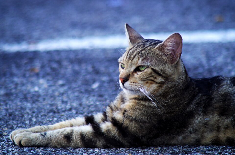 Cat european calico cat stray cat