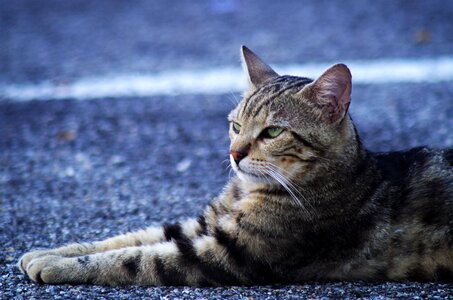 Cat european calico cat stray cat
