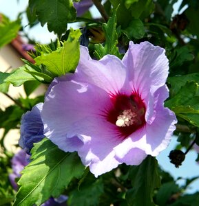 Flower blossom bloom